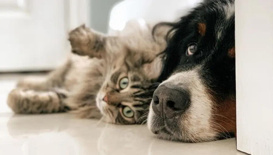 Maxi Zoo Lavora con noi: posizioni aperte, come candidarsi