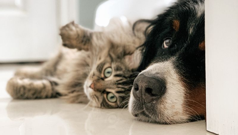 Maxi Zoo Lavora con noi: posizioni aperte, come candidarsi