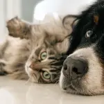 Maxi Zoo Lavora con noi: posizioni aperte, come candidarsi