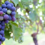 Nuove offerte di lavoro per operai agricoli nelle vigne in Friuli Venezia Giulia