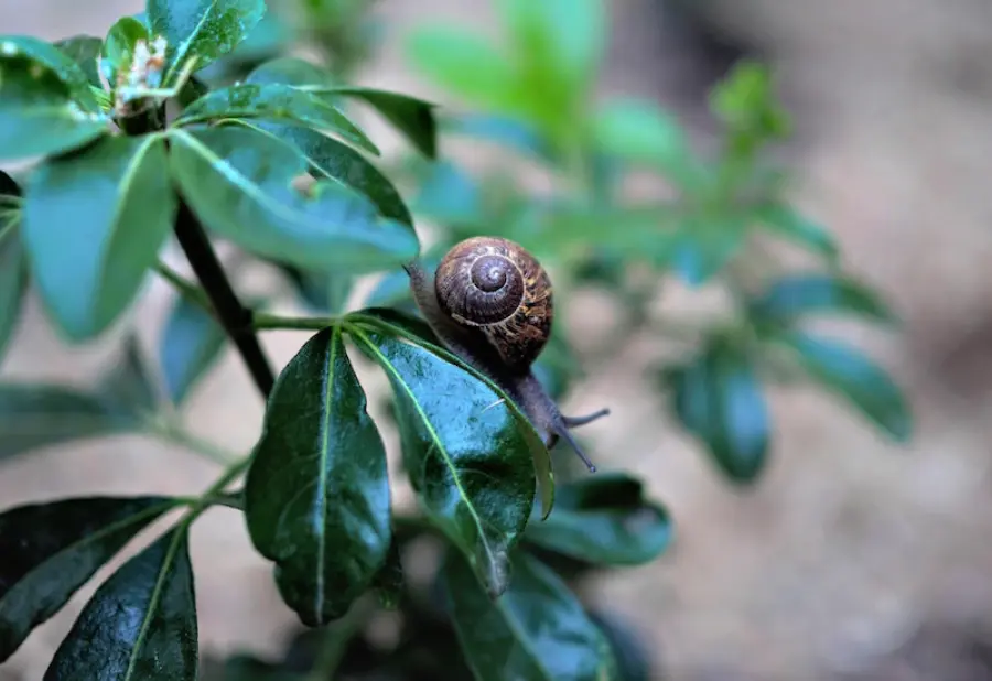 Allevamento di lumache: come fare, guadagni e costi
