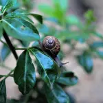 Allevamento di lumache: come fare, guadagni e costi