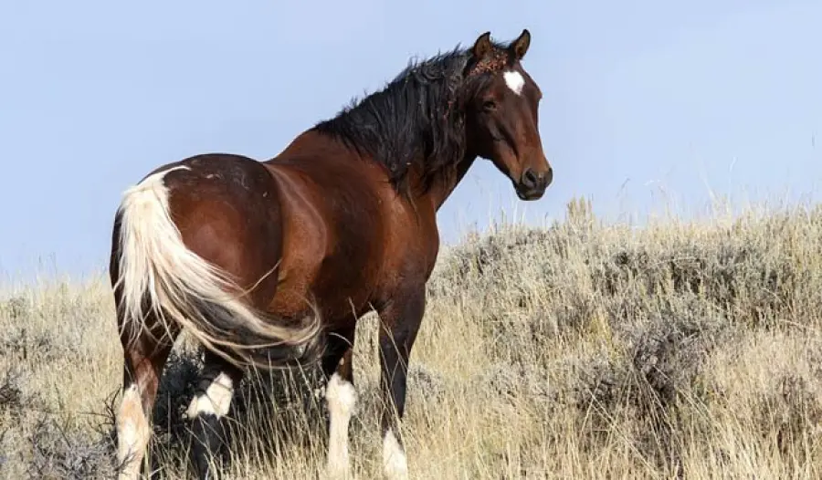 Cancro: dalla Georgia il dottore che lo sconfigge con i cavalli