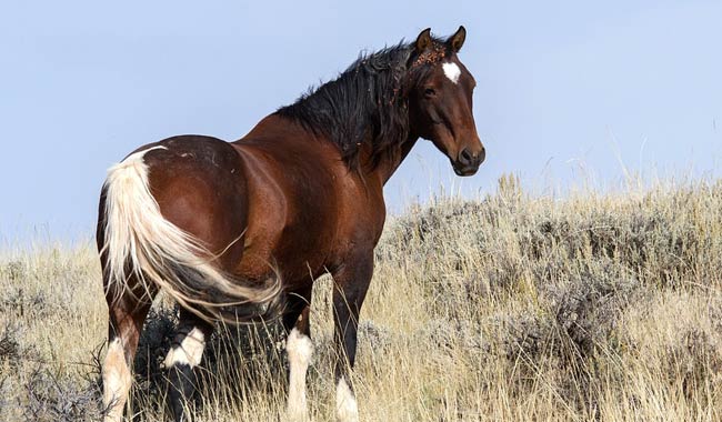 Cancro: dalla Georgia il dottore che lo sconfigge con i cavalli