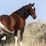 Cancro: dalla Georgia il dottore che lo sconfigge con i cavalli