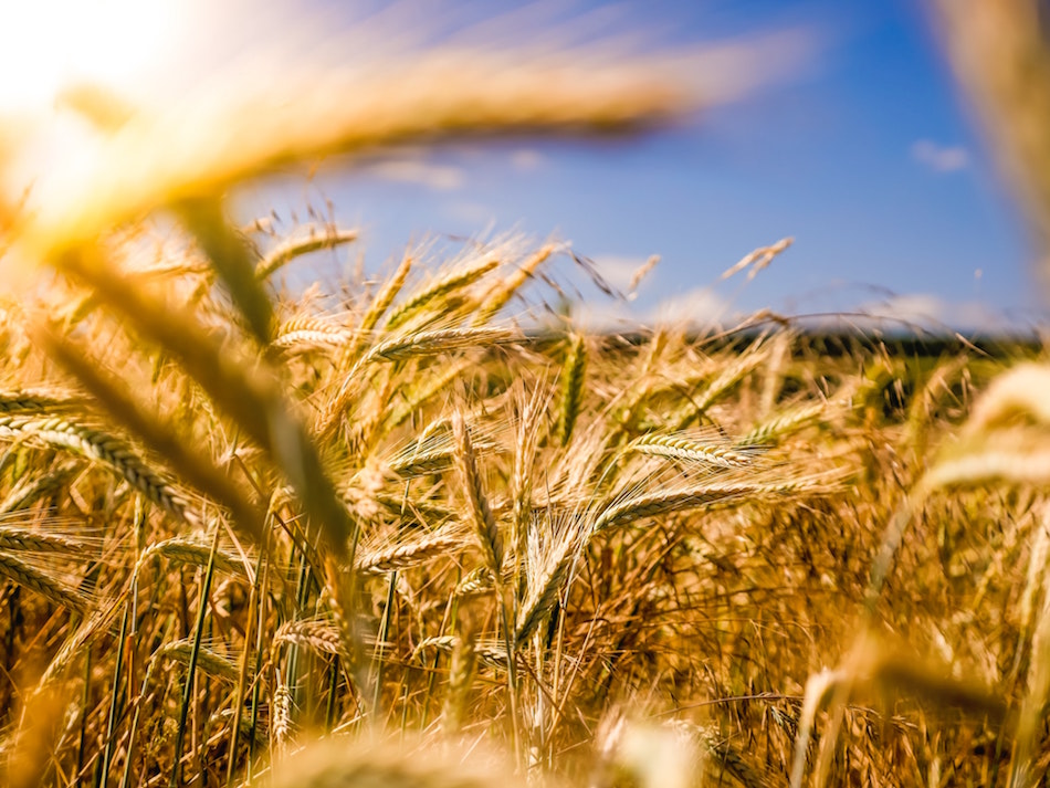 aprire un'azienda agricola