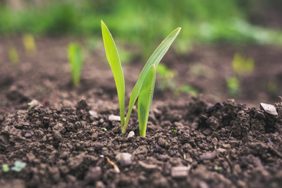 esonero contributivo per i lavoratori agricoli