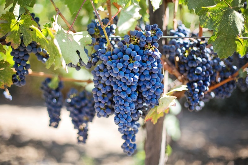 vendemmia in Friuli Venezia Giulia