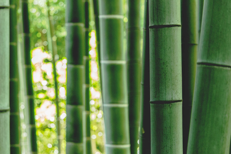 coltivazioni bambù