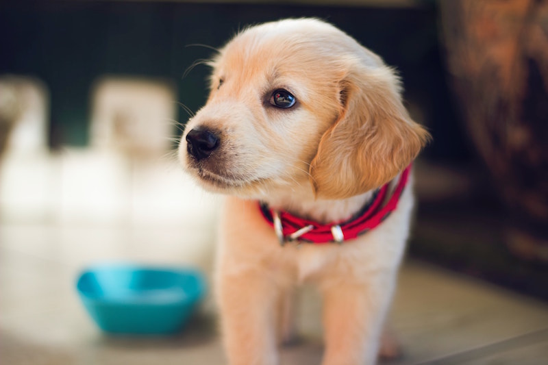 si può andare dal veterinario